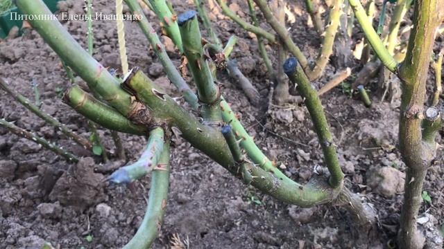 ПОДГОТОВКА РОЗ к ЗИМЕ / 2 часть смотреть онлайн