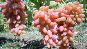 ВИНОГРАД ДУБОВСКИЙ РОЗОВЫЙ / описание и характеристика