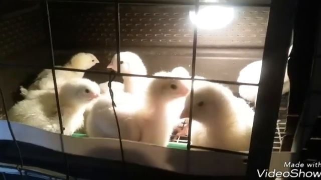 Бройлер КОББ 500. Вес в 7-8 суток. смотреть онлайн