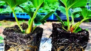 Посадка семян клубники. Начинающим и подробно.