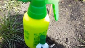 БОРДОССКАЯ ЖИДКОСТЬ. ПЕРВАЯ ОБРАБОТКА САДА.