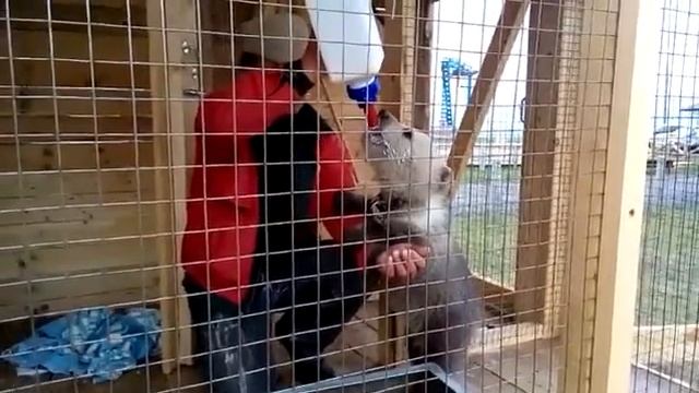 Медвежонка-сироту кормят из бутылочки смотреть онлайн