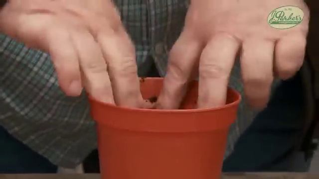 How to Plant Alstroemeria (Peruvian Lily): Summer Garden Guide смотреть онлайн