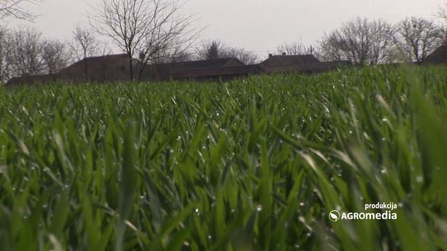 Primena preparata „Bakterije“ u usevima pšenice смотреть онлайн