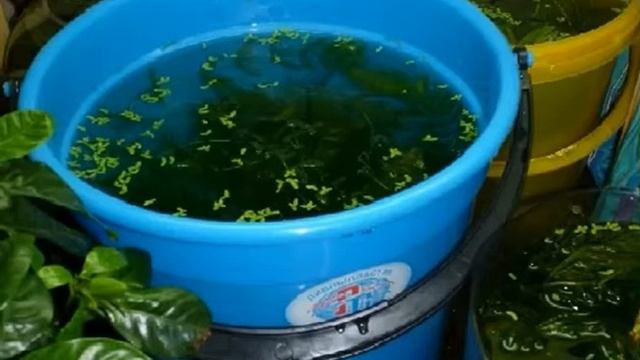 Переезд с аквариумом. Как перевезти аквариум? Как правильно переехать с аквариумом без потерь? смотреть онлайн