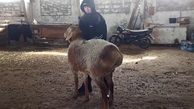 Гиссарский баранчик грубого типа от Дракулы уезжает в Омскую область ( 16.02.2023 г.) +79054444790 смотреть онлайн