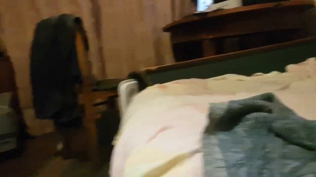 Кошка и лимон. Как реагирует кошка на лимон смотреть онлайн