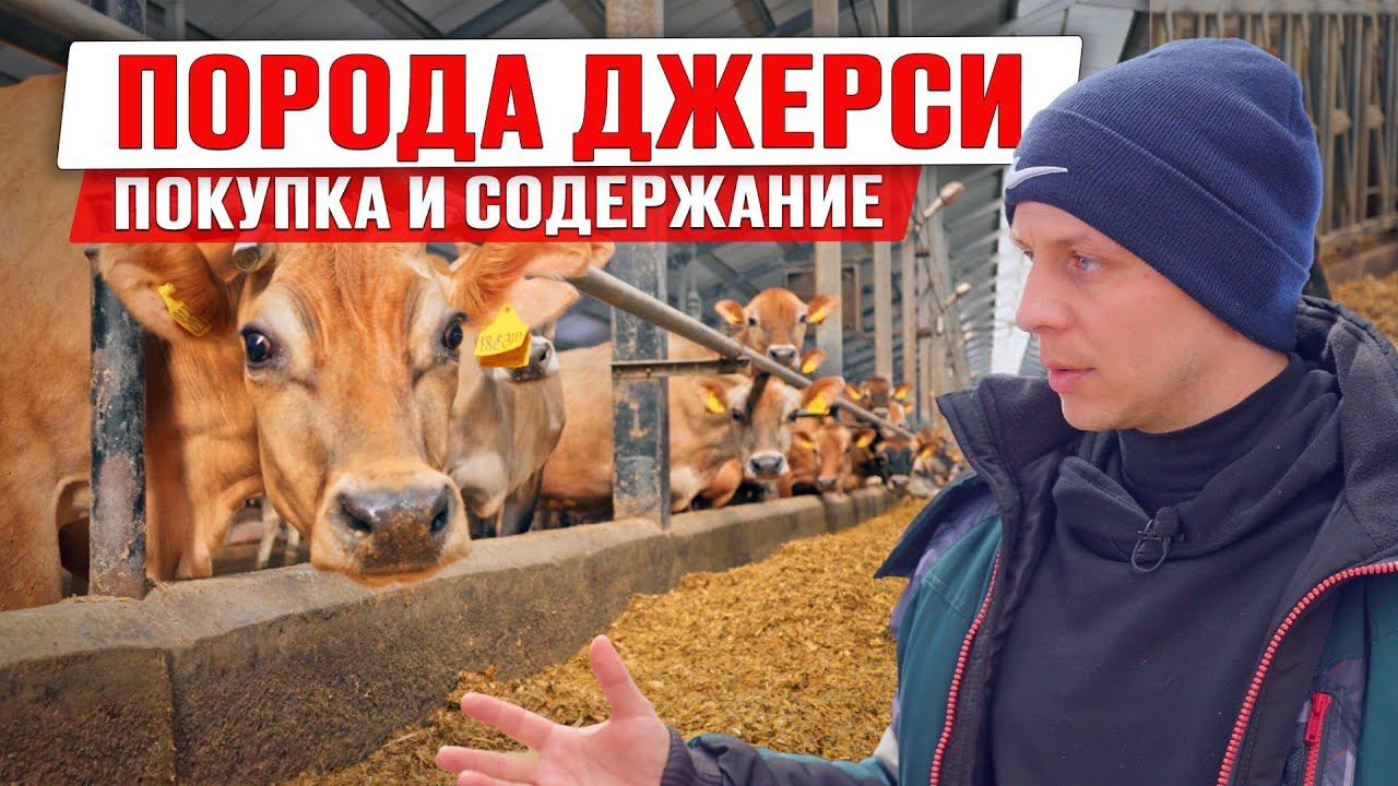 Джерсейская порода коров | Как выбрать и содержать джерси | Купить коров джерси смотреть онлайн