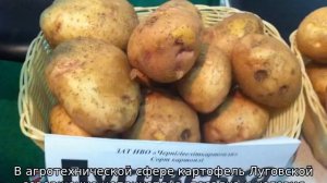 Картофель Луговской