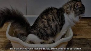 Кастрированный кот метит — основные причины и как отучить