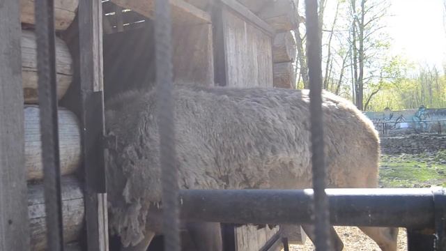 Марал спрятался от посторонних глаз смотреть онлайн