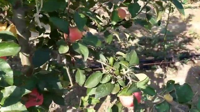 Летний сорт яблок ЭРЛИ ЖЕНЕВА смотреть онлайн