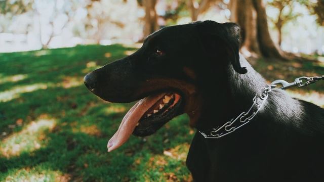 Как грозный дог спас маленькую девочку?