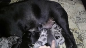 Роды  французского бульдога. Сколько щенков родилось?