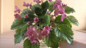 ПЕСТРОЛИСТНЫЕ ФИАЛКИ С НАЗВАНИЯМИ | Цветение фиалок | Красивые цветы