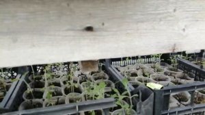 Черенкование ГАУРЫ розовой.✂️ Обзор маточников.