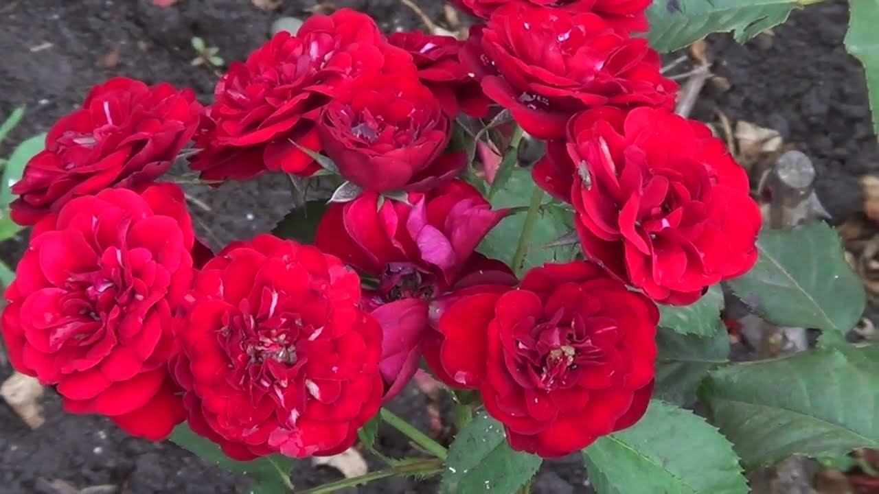 ВЧЕРА ОБМАНУЛ / МАШИНКУ ПРИЙДЁТСЯ ПОКУПАТЬ смотреть онлайн