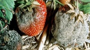 Серая гниль на клубнике: методы борьбы