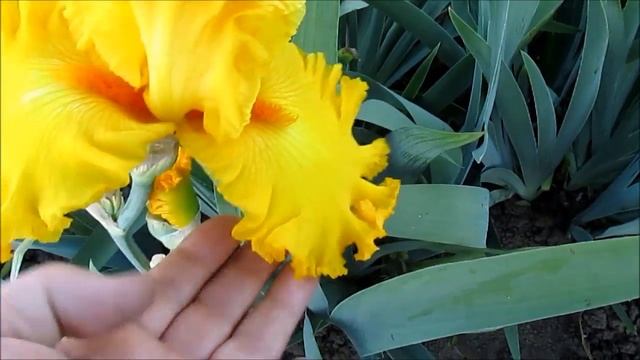 Амарилло Фрилз смотреть онлайн