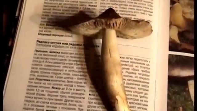Гриб-двойник или ложная рядовка. Как распознать рядовки серые, Петушки смотреть онлайн