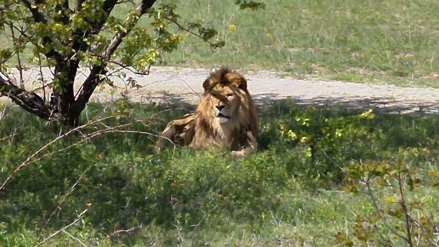 Два друга всегда рядом! Тайган Lions in Crimean Taigan смотреть онлайн