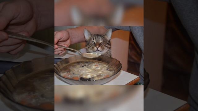 Кот лежал в крови,его хотели усыпить,что случилось потом просто нереально. смотреть онлайн