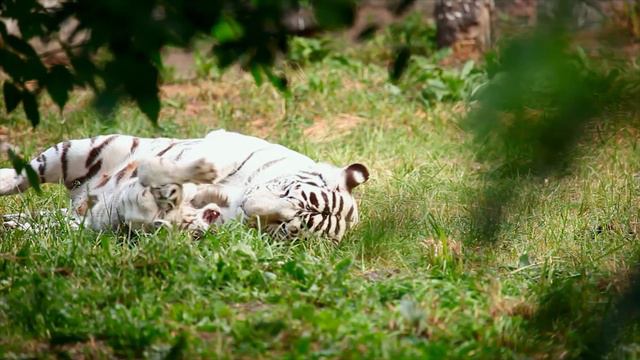 Amazon 4k - Explore Our Planet's Largest Primeval Rainforest With Relaxing Music смотреть онлайн