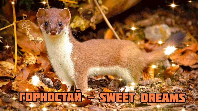 Горностай - Sweet Dreams|Шоу "Маска-4"|[8-Выпуск?] смотреть онлайн