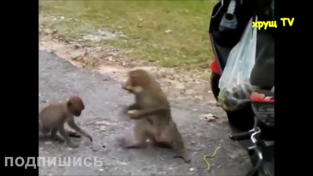 2017 Humor Prikol Podborka