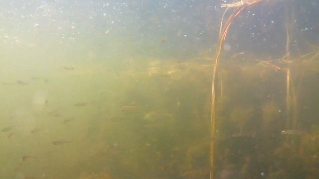 Подводная съёмка в озере. Съёмка под водой в озере. Озеро Вассинское. Новосибирская область. смотреть онлайн