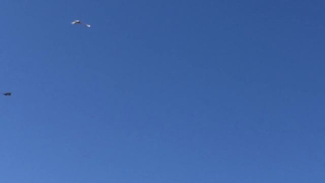 ч-2.Сколько летают голуби. смотреть онлайн