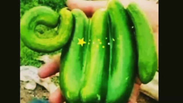 ВОТ ЧУДЕСА АЛЛАХА