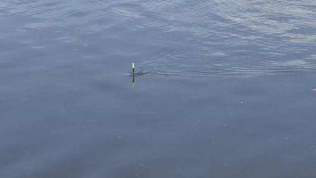 Рыбалка на Москва-реке на поплавок Cralusso Bolo в мае 2017г.