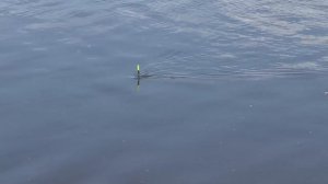 Рыбалка на Москва-реке на поплавок Cralusso Bolo в мае 2017г.