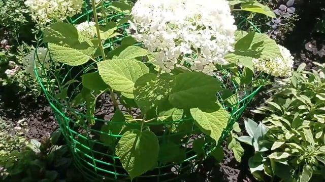 Прогулка по саду??Стрижка барбариса ✂️ Гортензии с названием сортов?? смотреть онлайн