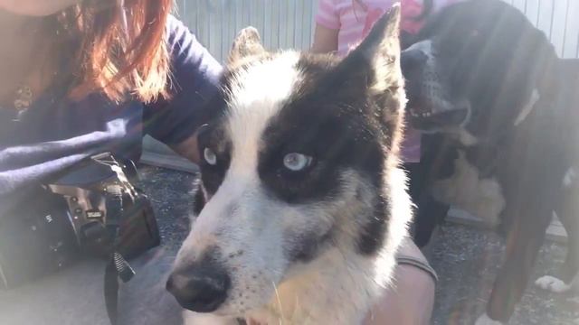 Мира. Миниатюрная девочка.🐶 смотреть онлайн