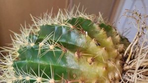 Эхинокактус Грузона. 25.03.2023.