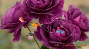 Роза флорибунда Мистерьез (floribunda mysterieuse) ? обзор: как сажать, саженцы розы Мистерьез