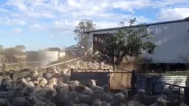 собака и бараны смотреть онлайн