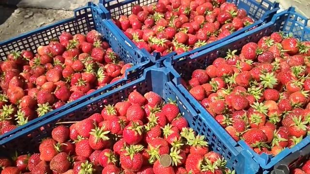 сорт клубники Флоренция(Флоренс)  вид ягоды