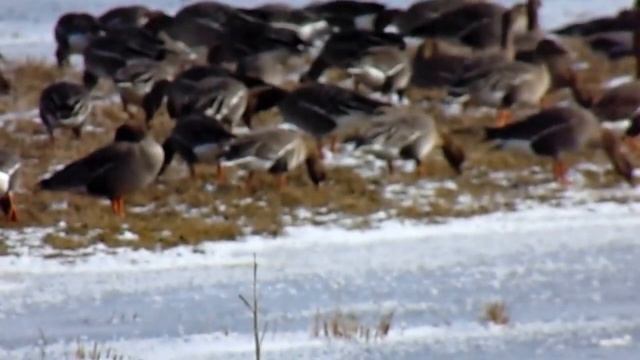 Geese and swans (Гуси гуменники и лебеди) смотреть онлайн