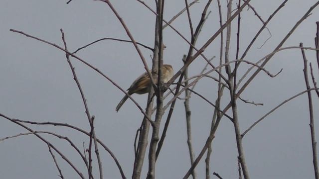 Признак.Дыхание.Осени.25.07.2020.г.Подготовка.Отлет.На.Юг. смотреть онлайн