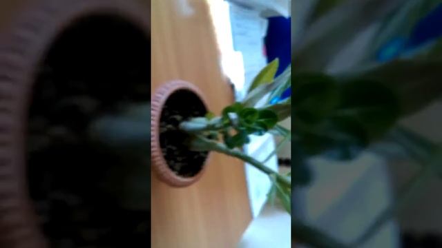 Адениум уход и особенности содержания