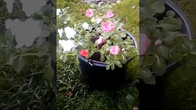 Супер огромный цветок и новый мой житель на зимней дачи ! смотреть онлайн