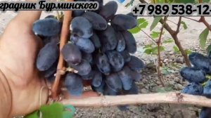 ГФ. Винограда МАРМЕЛАДКА (Калугин В.М.).