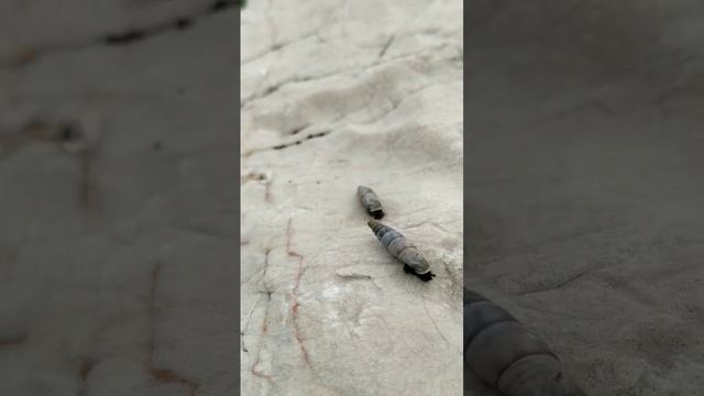 #странные черные #улитки после ливня смотреть онлайн