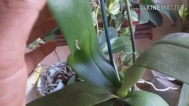 Olha a minha phalaenopsis da coquedama смотреть онлайн