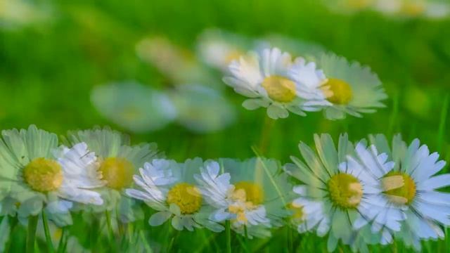 Ромашка / Chamomile #1 Переходы | Transition (30 шт) смотреть онлайн