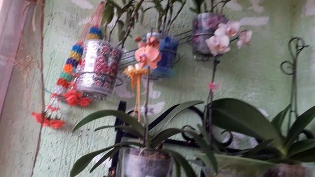 За окном град,а я перенесла все цветы на лоджию смотреть онлайн