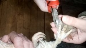 Маникюр//Как удалить шарики из грязи на куриных лапах.